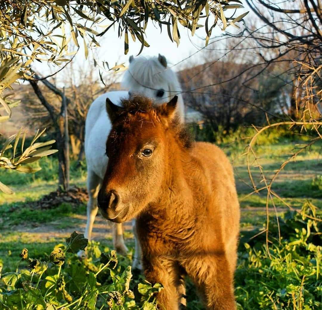 Μοναδική ράτσα κ αγαπημένη τα Σκυριανά Αλογάκια